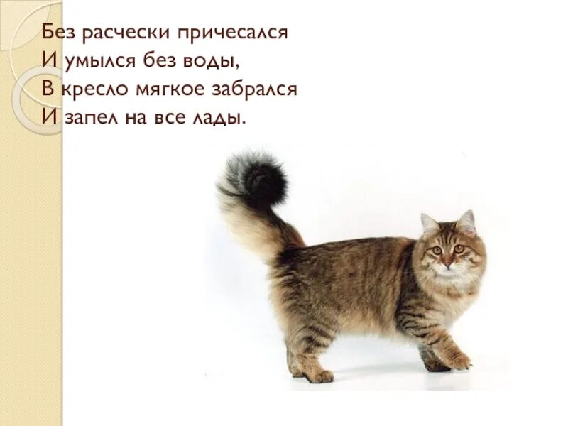 Умойся причешись. Без Расчески причесался и умылся без воды. Загадка расчесался без расчёски умылся без воды. Загадка про кошку без Расчески причесалась и умылась без воды. Загадка про котенка 3 класс без Расчески причесался.