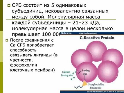 Белок 5 мг