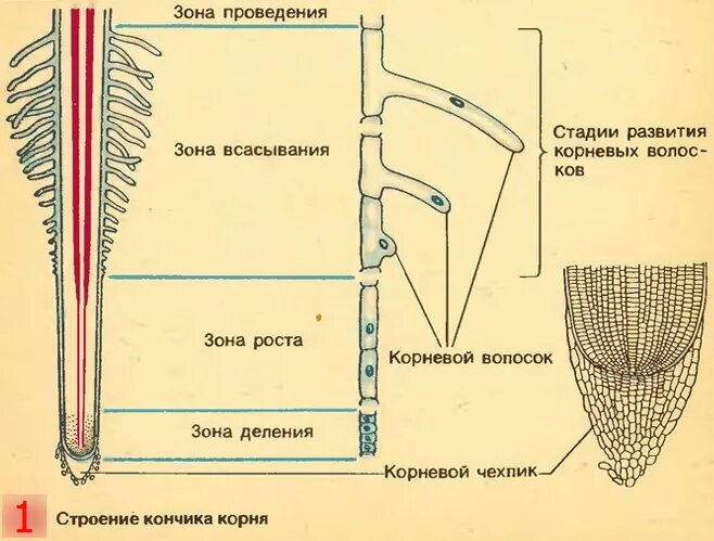 Корневой кончик. Строение корневого волоска. Строение клеток корневого волоска. Строение корневых волосков. Корневые волоски под микроскопом.