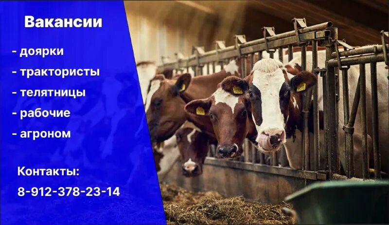 фотосессия доярка. трактор кузнец. маленькая деревенская девочка. доярка. карточки к профессии тракторист для дошкольников.