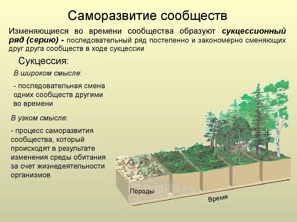 Неустойчивое растительное сообщество. Саморазвитие экосистем сукцессии. Изменение экосистемы. Этапы сукцессии в экологии. Процессы в экосистеме.