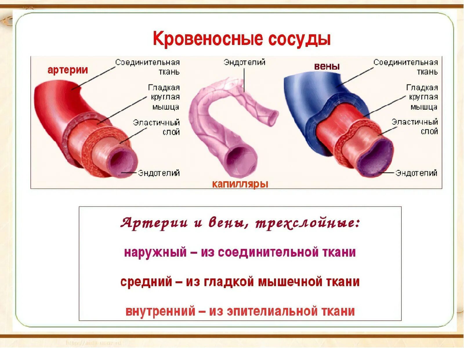 Чем характеризуются сосуды. Строение кровеносных сосудов вены. Строение кровеносных сосудов Вена. Строение стенки сосудов анатомия. Строение артерии вены и капилляры.