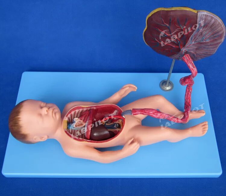 девочка ползает. самостоятельное игры детей в детском доме. мама и спящий ребенок. плацента детское место. занять детей дома.