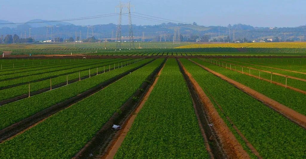 Natural farming. Монокультуры сельском хозяйстве. Сельское хозяйство Германии. Выращивание монокультур. Сельское хозяйство в Германии в 21 веке.