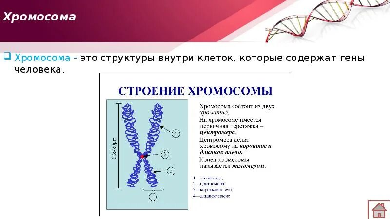 Генетика хромосомы. Строение хромосомы генетика. Локусы хромосом. Гены хромосомы геном. Участки хромосом называют