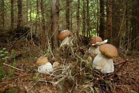 Сколько времени растут белые