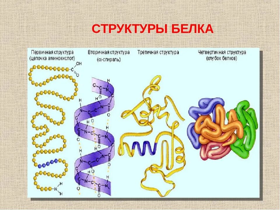 В организации белковых. Первичный и вторичный уровни организации белковой молекулы. Строение белка уровни организации белковой молекулы. Структурные уровни организации молекулы белка. Уровни организации белковой молекулы рисунок.