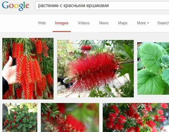 Определить цветов по фото: найдено 84 изображений