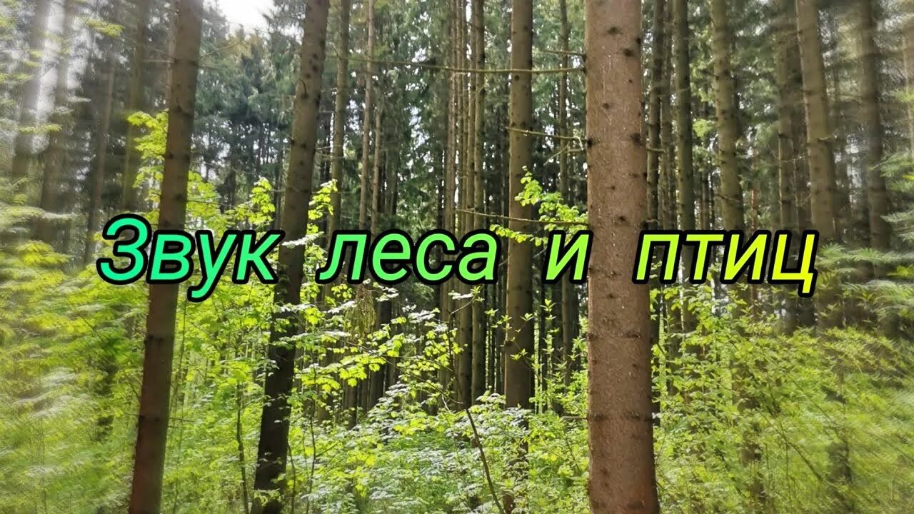 Природа пение птиц для сна. Лес звуки леса. Звук в лесу. Звуки леса и птиц. Звуки природы пение птиц звуки леса.