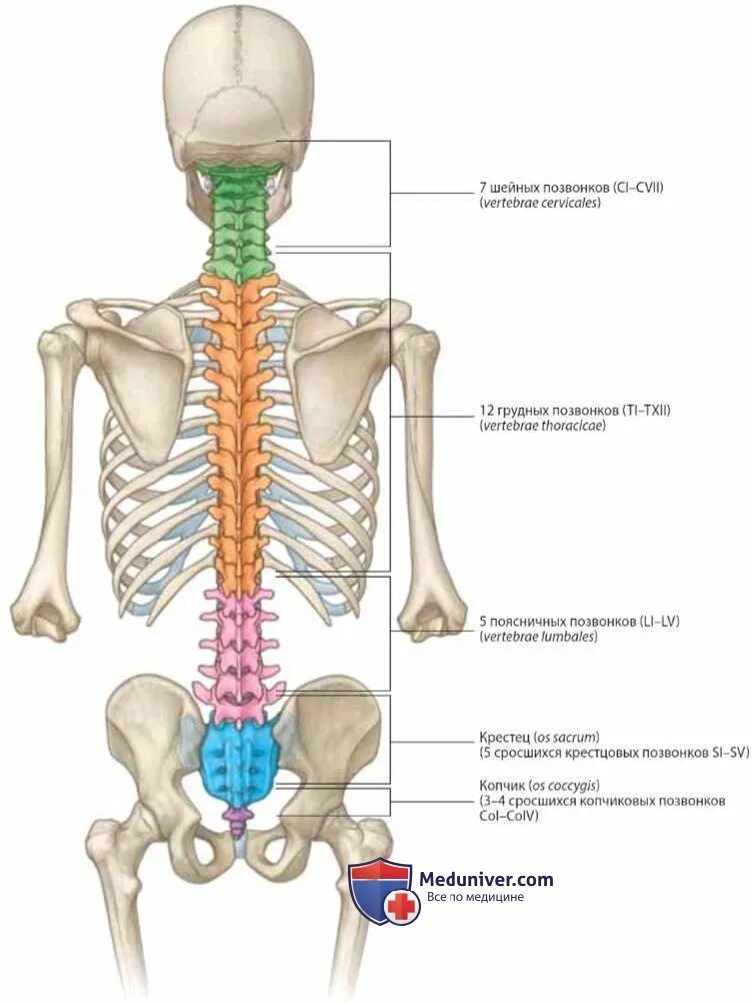 Анатомия человека кости скелета позвоночника. Анатомия костей поясничного отдела позвоночника. Отделы позвоночника человека на скелете человека.