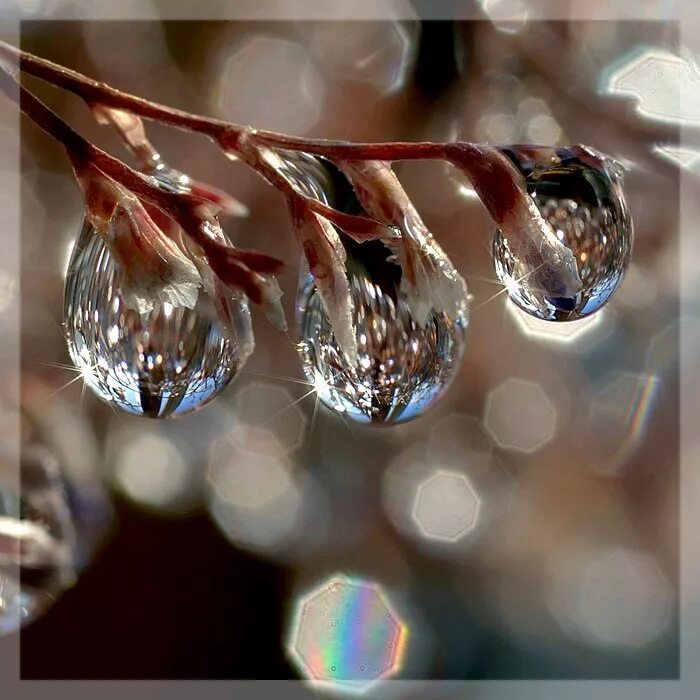 Хрустальные цветы. Стишки о прошедшей любви. Роза бриллиант. Дети радость. Капелька счастья для тебя.