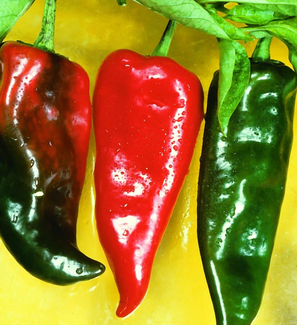 Less peppers. Перец Анахайм острый. Разноцветный перец. Розовый перец. Сорта перца Чили.