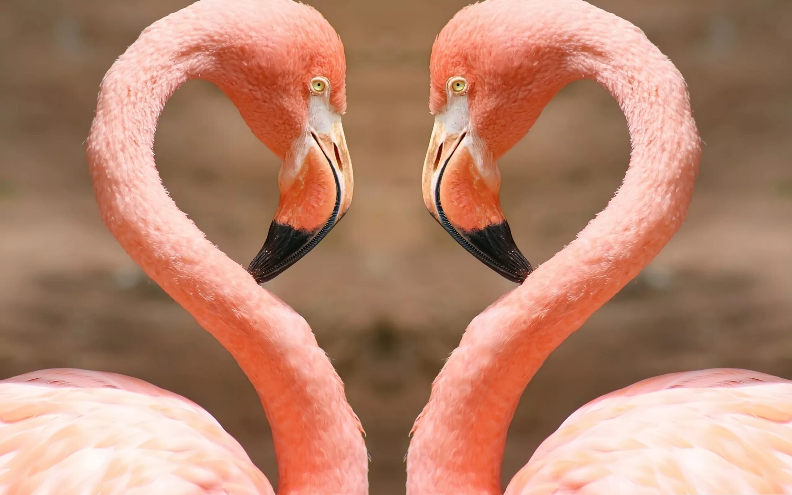 Африканский Фламинго. Обыкновенный Фламинго. Розовый Фламинго. Фламинго самец и самка. Фломинго