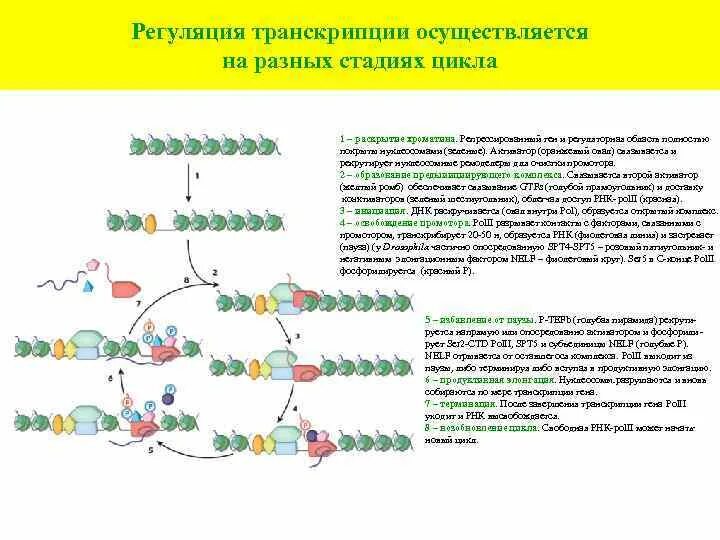 Цикл транскрипции. Хроматин регуляция транскрипции. Нуклеосомы при репликации и транскрипции. Нуклеосома и инициация транскрипции. Суть регуляции транскрипции и трансляции Ментальная карта.