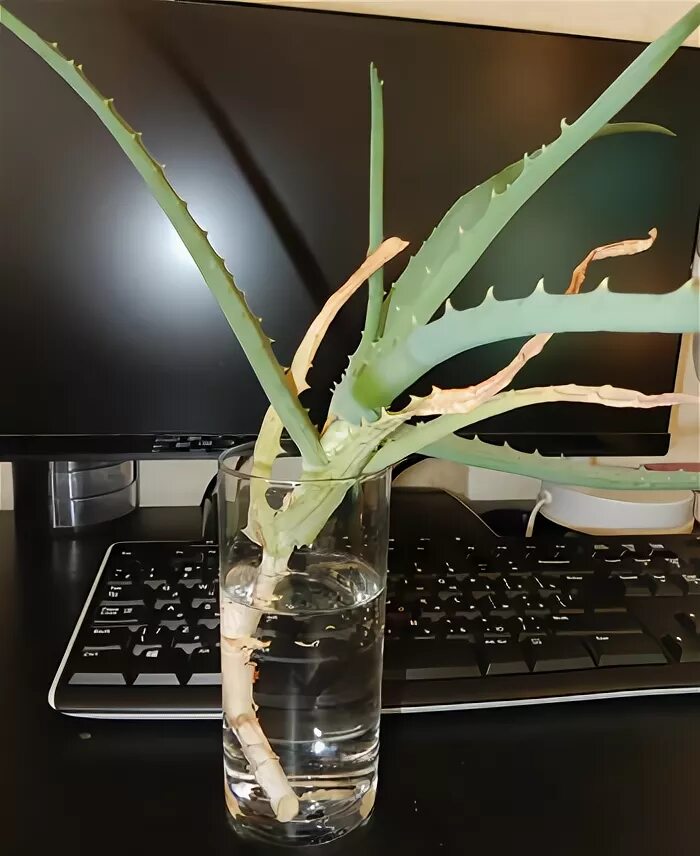 Отросток алоэ с корнем. Алоэ дает корни. Росток древовидный алоэ. Столетник корни. Черенки алоэ древовидного.