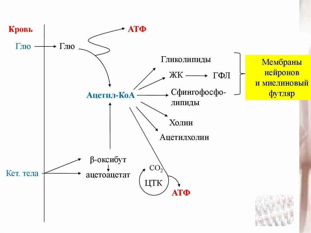 Температура атф. Образование кетоновых тел из ацетил-КОА. Ацетил КОА со2 АТФ. Кетоновые тела источник энергии. Обмен липидов кетоновые тела.