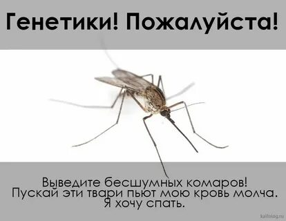 Музыка про комара