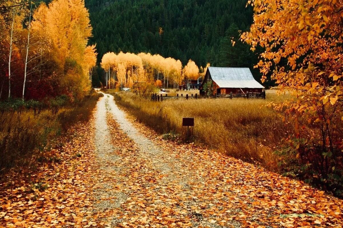 Какая теплая осень в этом году. Осень. Природа осень. Осенью. Осень картинки.