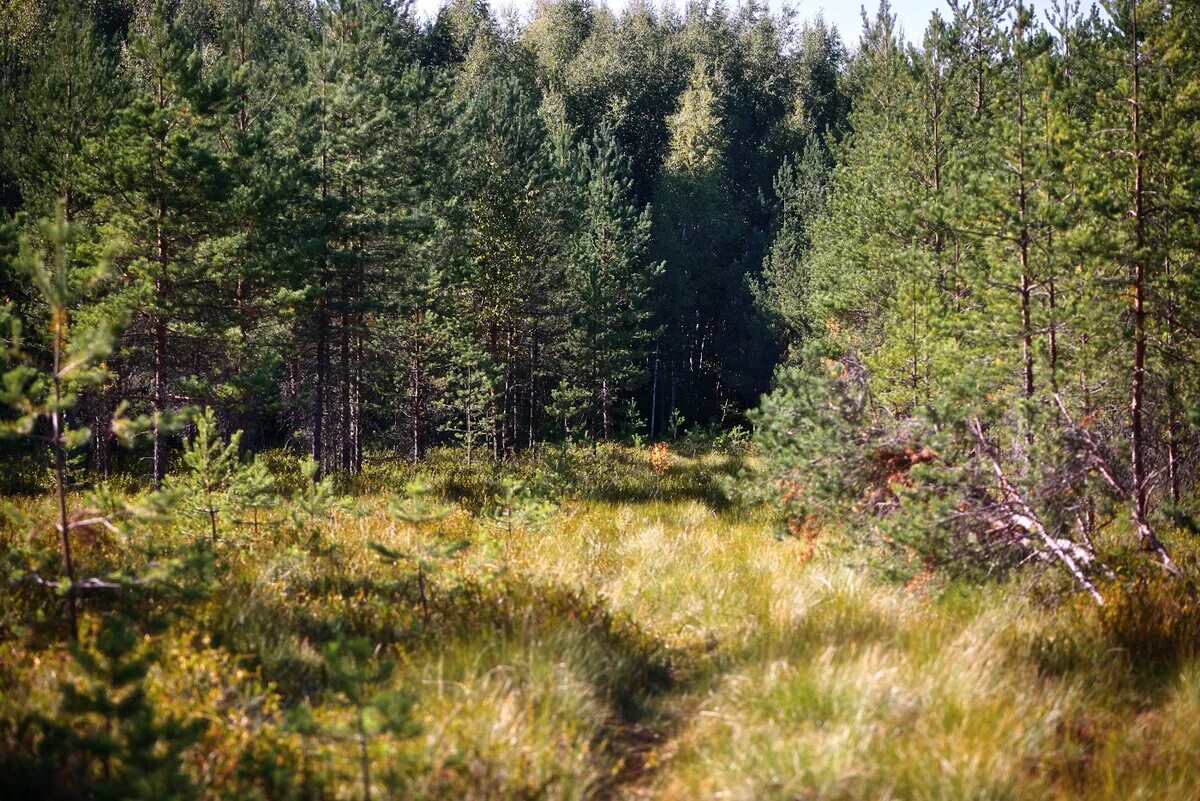 тайга карелия хвойный лес. тайга сибирь васюганские болота. болото трясина тайга. таежное болото. болота кольского полуострова.
