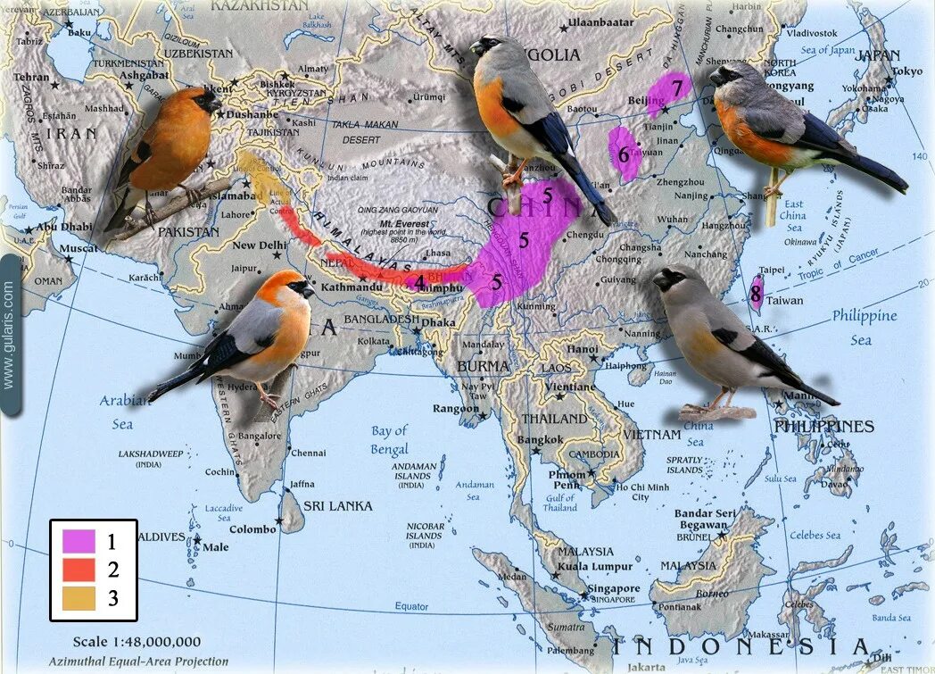 Где сидели птицы. Ареал обитания снегирей в России. Снегири ареал обитания карта. Ареал обитания снегирей в мире. Маршруты миграции птиц России.