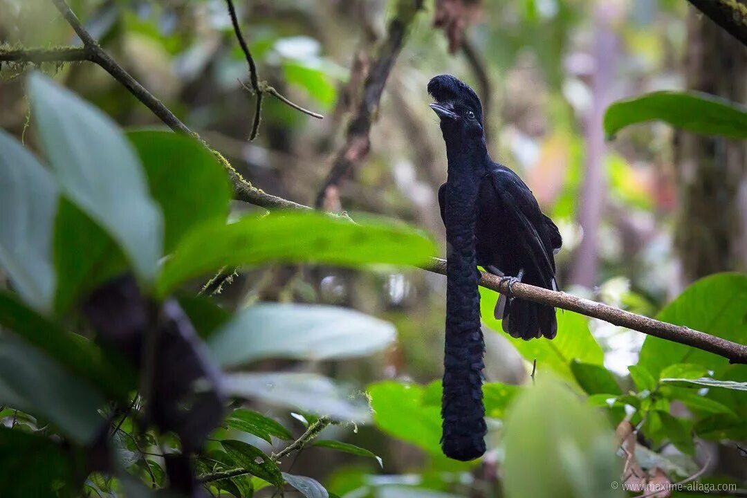 Зонтичная птица. Эквадорский ГОЛОВАЧ. Амазонская зонтичная птица. Эквадорская зонтичная птица. Эквадорский ГОЛОВАЧ птица.