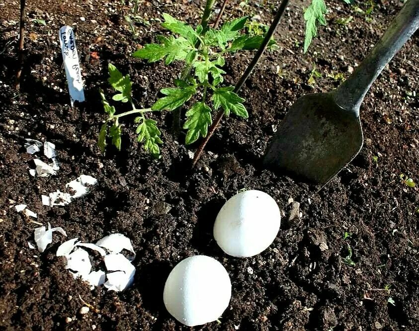 Можно посадить яйцо