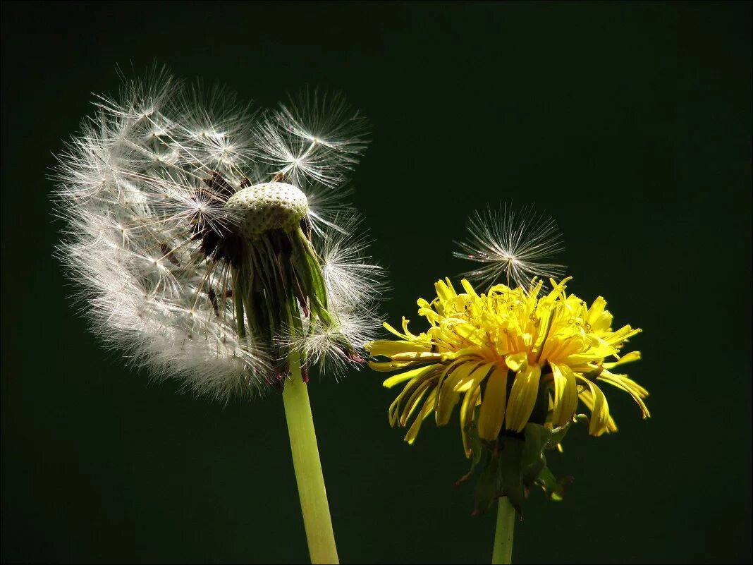 плоды и семена одуванчика. одуванчик это цветок геншин. хохолок семянки одуванчика. одуванчик плоды семена. плод одуванчика семянка.