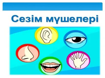 Сексуалдық шұлықтардағы порно