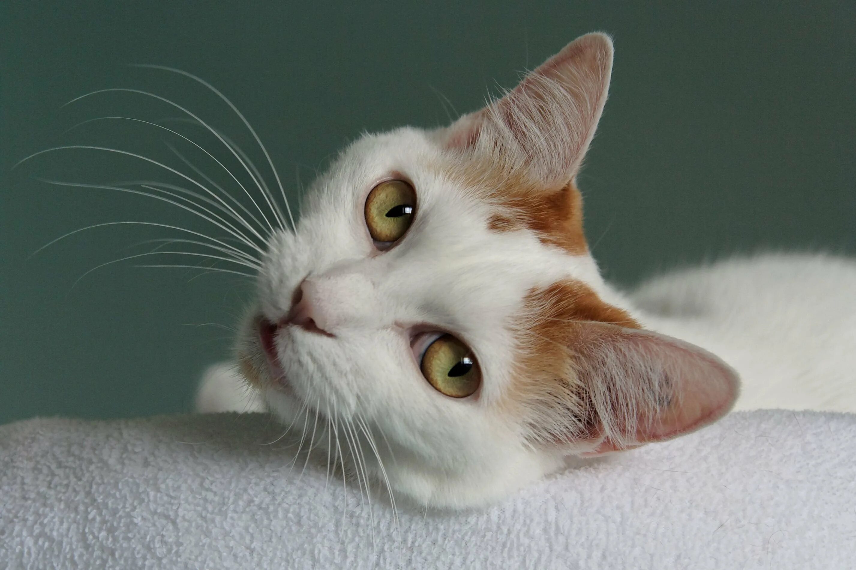 Красивая кошечка фото. Японский бобтейл. Порода кошек японский бобтейл. Шикарная кошка. Очень красивые кошки.