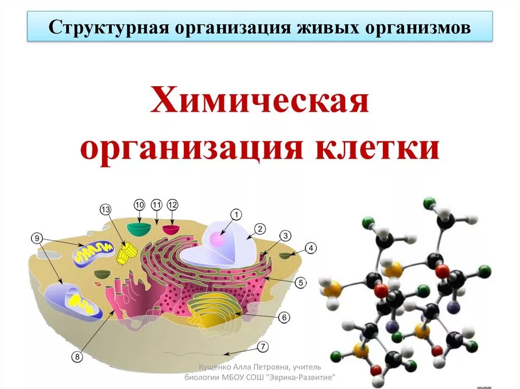 Химический состав живой клетки. Химическая организация клетки схема. Клетка химическая организация клетки. Химические вещества клетки схема. Организация вещества клетки