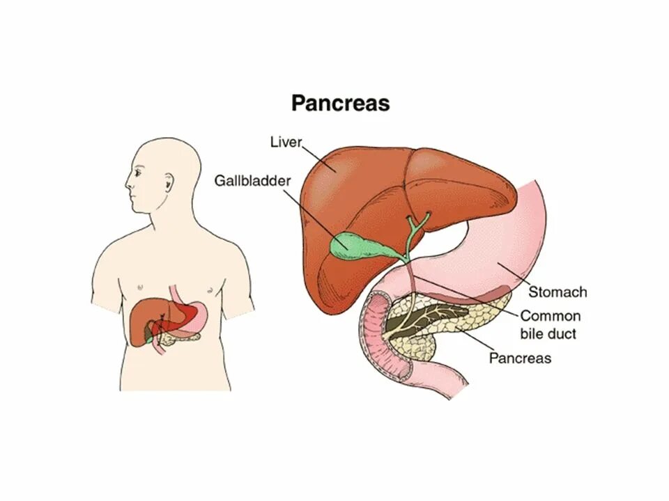 Пузырь в печени человека. Желудок печень поджелудочная железа. Схема печени и поджелудочной железы. Возрастные изменения печени и желчного пузыря. Поджелудочная железа и желчный.