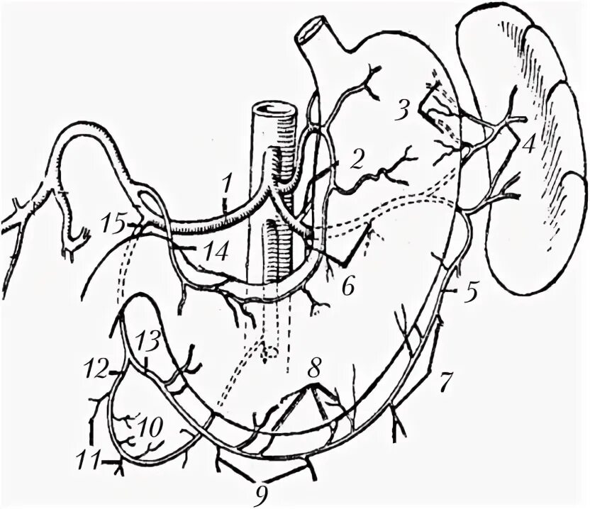 Чревный ствол и его ветви. Артерии чревного ствола. Чревный ствол анатомия. Ветви чревного ствола анатомия. Анастомозы чревного ствола.