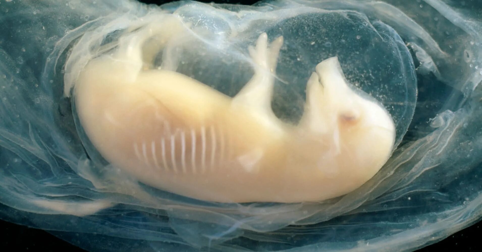 Плод животных. Плод животных. Плод животных. Плод животных. Эмбрион в утробе матери.