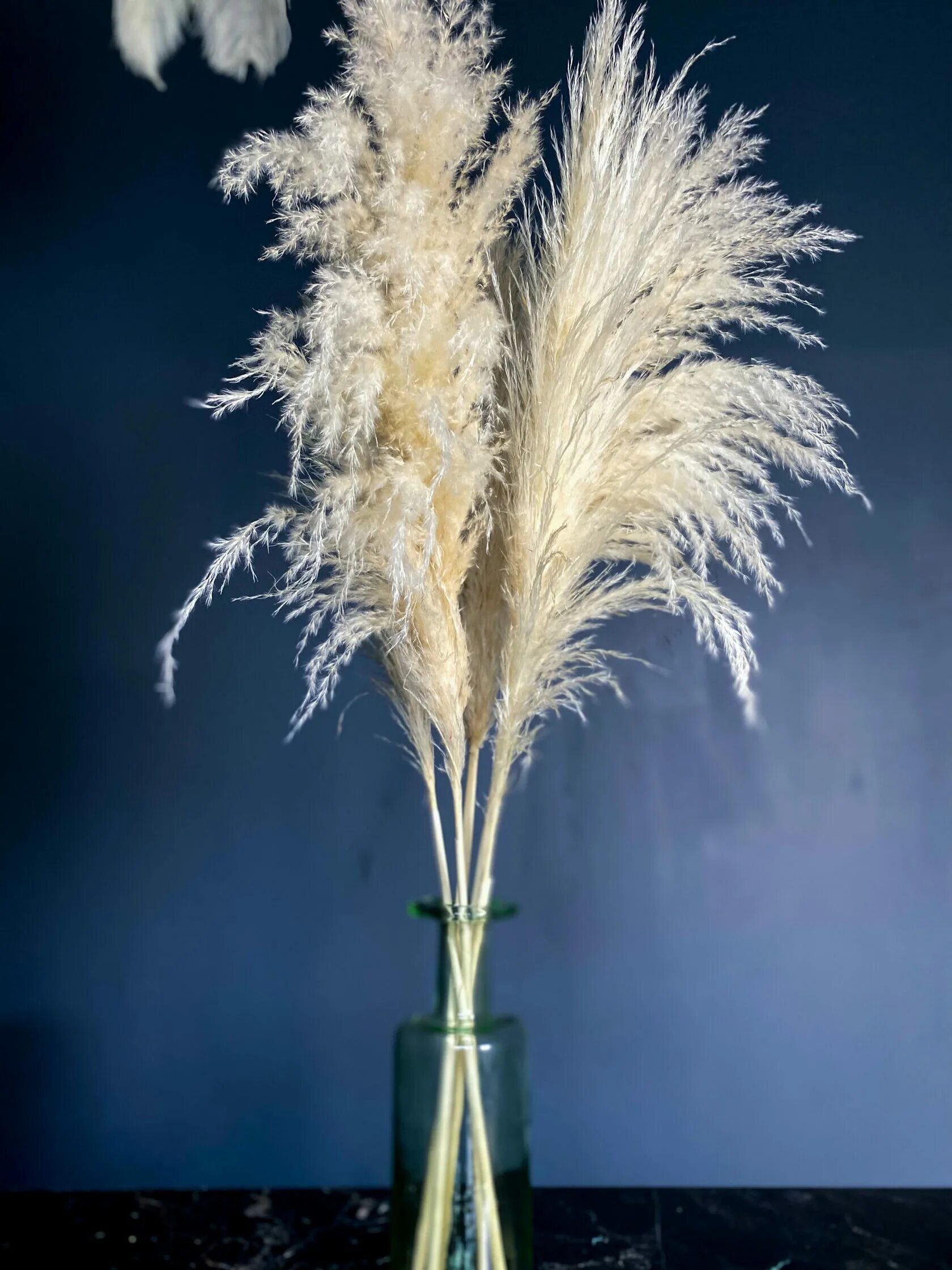 пампасная трава кортадерия сухоцветы. кортадерия сухоцвет. кортадерия пампасная трава. пампас сухоцвет. пампасная трава cухоцвет.