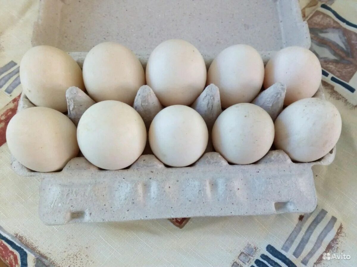 Сколько стоит десяток гусиных яиц. Инкубационное яйцо индоутки. Яйцо утиное инкубационное. Яйца домашней утки. Утиные яйца домашние.