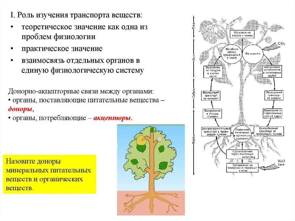 Передвижение органических веществ в растении. Транспорт воды в растении. Передвижение веществ у растений. Транспорт веществ у растений. Тест передвижение веществ у растений 6 класс