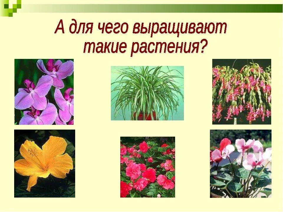 Декоративные растения цветы. Разные растения. Декоративные растения культурные растения. Цветы разные виды.