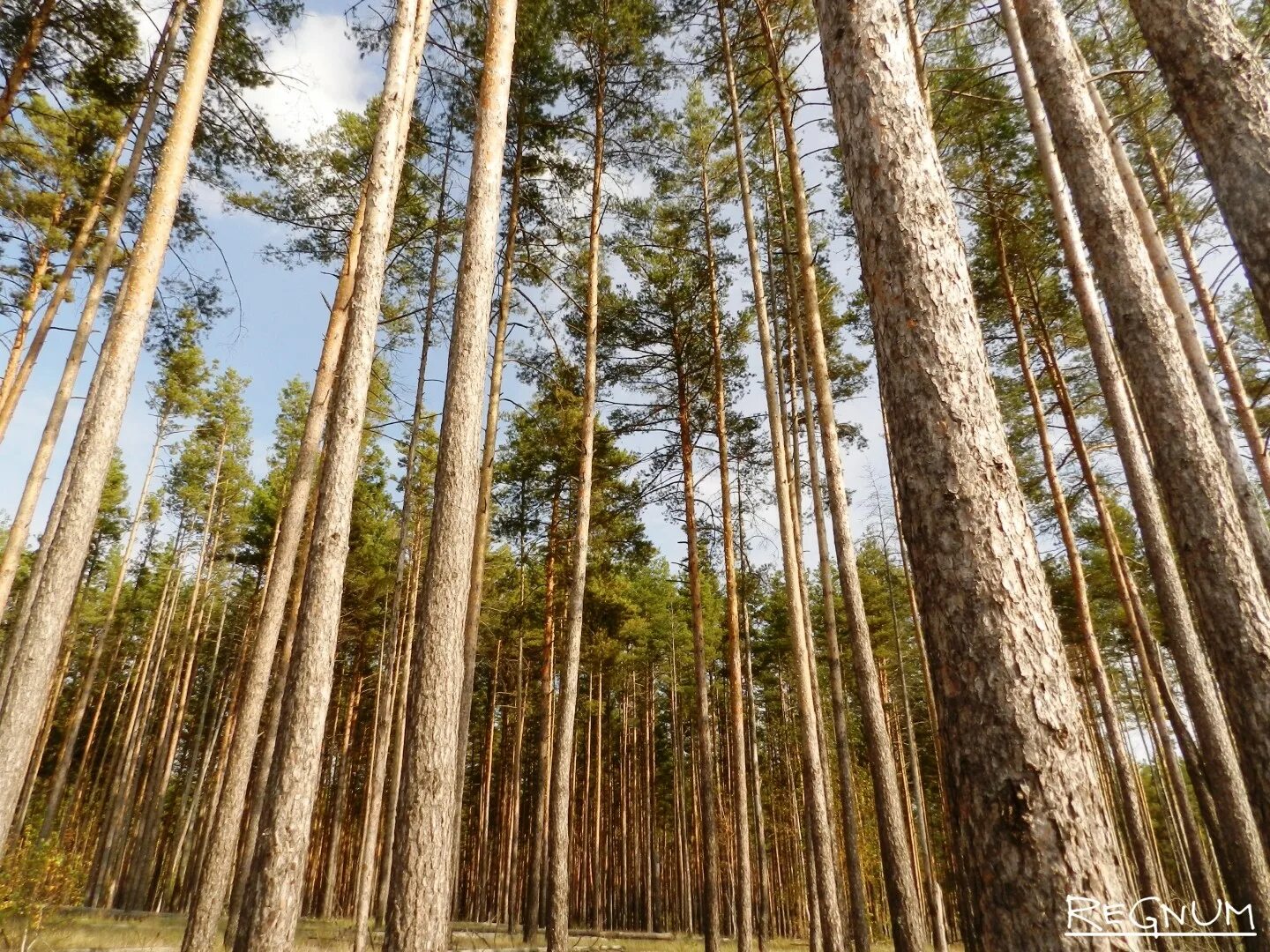 Парк Северный лес Воронеж. Сосновый лес Воронеж. Сосновый Бор Воронеж лес. Сосновые боры Воронежской области.