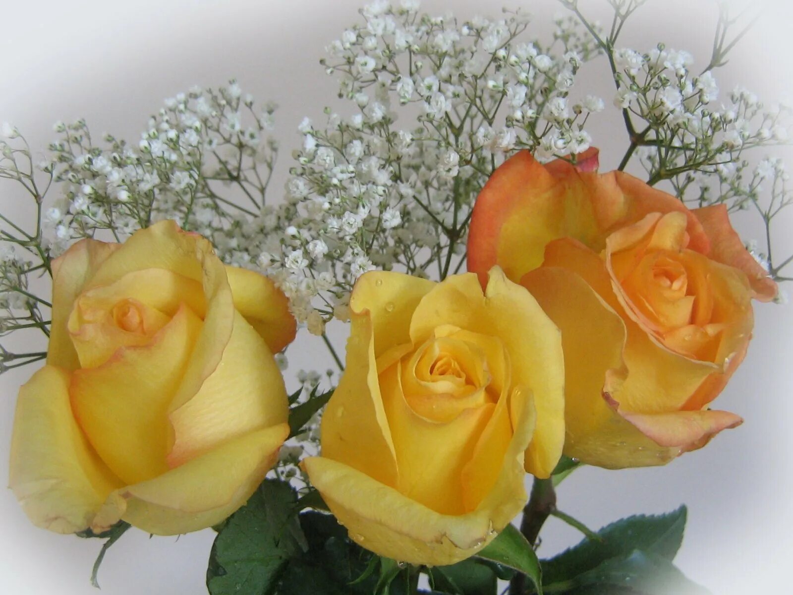 Открытка с желтыми розами. Желтые розы. Букет желтых роз. Красивые желтые розы. Шикарный букет желтых роз.