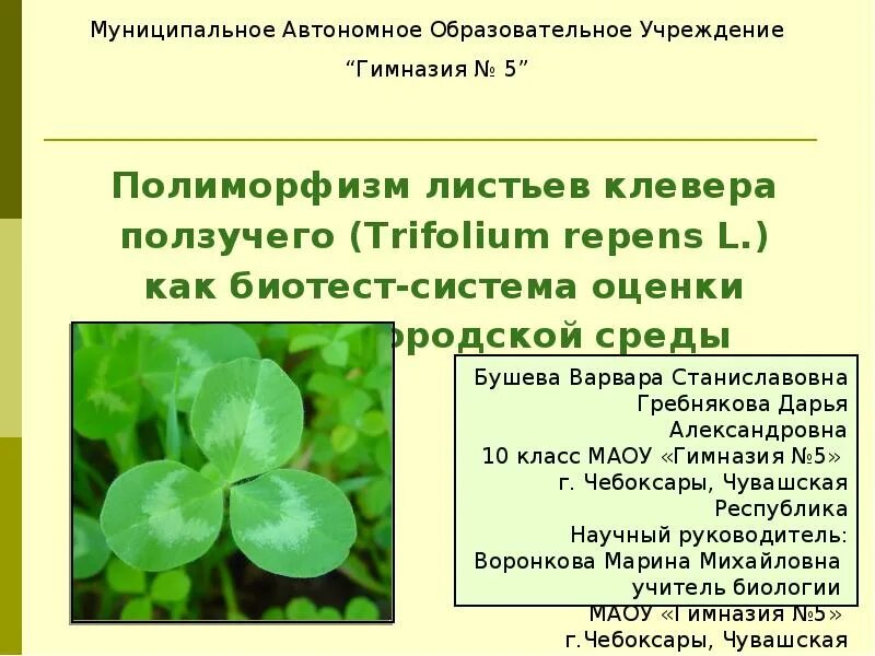 Черты различия клевера ползучего и клевера. Жилкование листа клевера ползучего. Форма листа клевера Лугового. Характеристика листа клевера ползучего. Клевер белый ползучий форма листовой пластинки.