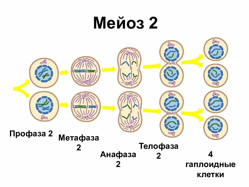 Анафаза мейоза 2. Метафаза мейоза 2. Метафаза 3 мейоза. Профаза мейоза 2 метафаза 2 анафаза 2 телофаза 2.