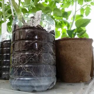 Тонкости полива рассады томатов