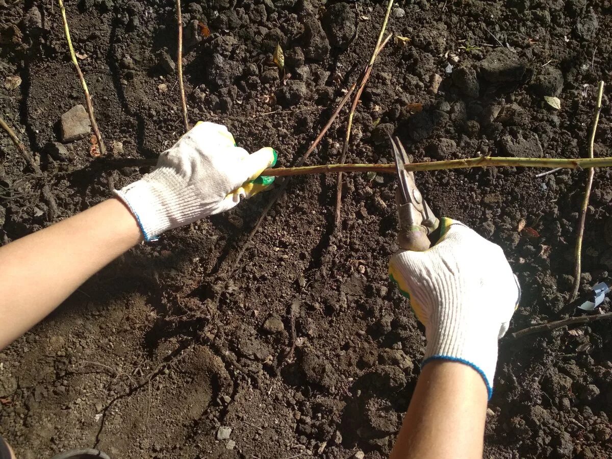 Посадка ежевики весной в открытый грунт саженцами. Посадка саженца малины. Посадка саженцев малины весной. Весенняя посадка рассады. Подготовка саженцев малины.