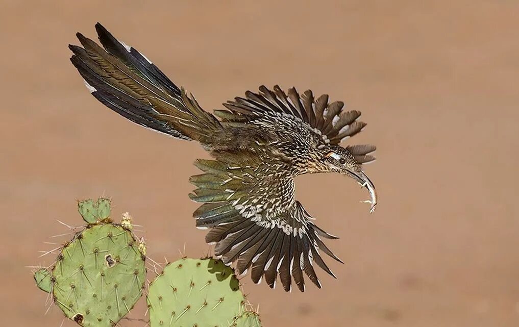 Калифорнийская кукушка подорожник. Geococcyx californianus. Калифорнийская земляная кукушка. Калифорнийская земляная кукушка. Калифорнийская бегающая кукушка.