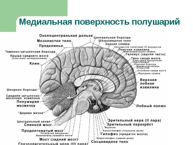 Спайки головного мозга. Строение головного мозга медиальная поверхность. Медиальная поверхность полушария конечного мозга. Конечный мозг анатомия медиальная поверхность. Структура среднего мозга вид сбоку.