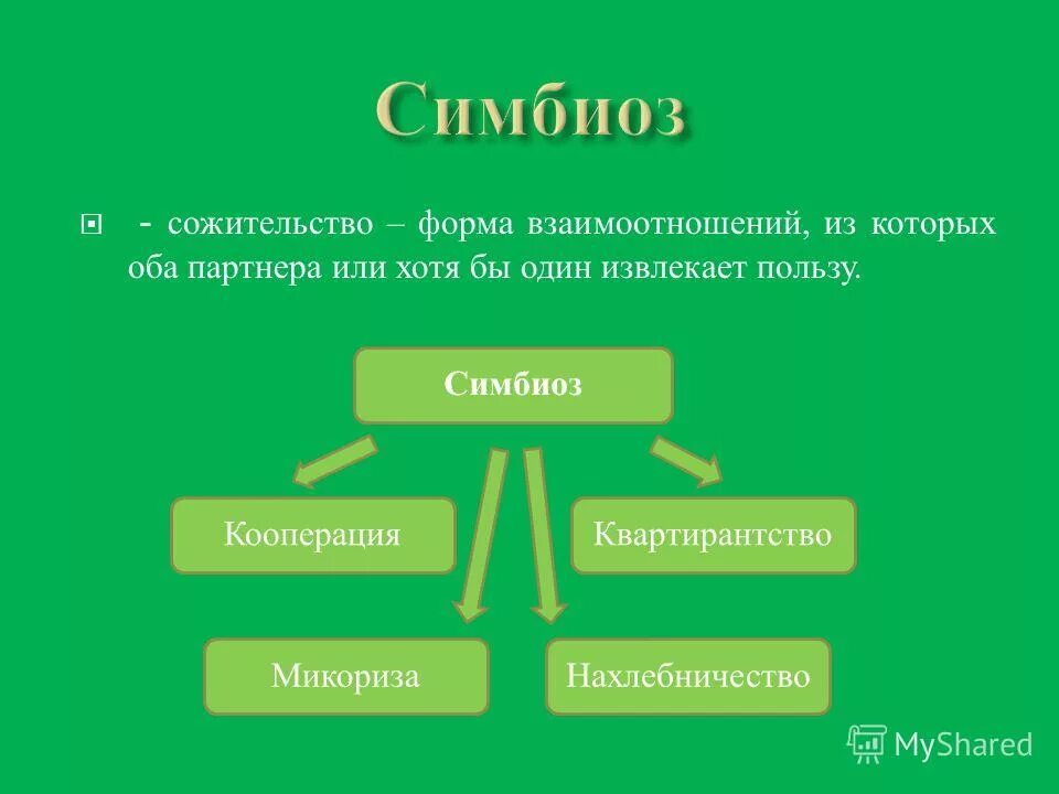 Формы симбиотических отношений. Формы сосуществования. Формы сожительства. Симбиоз. Симбиоз форма взаимоотношений.