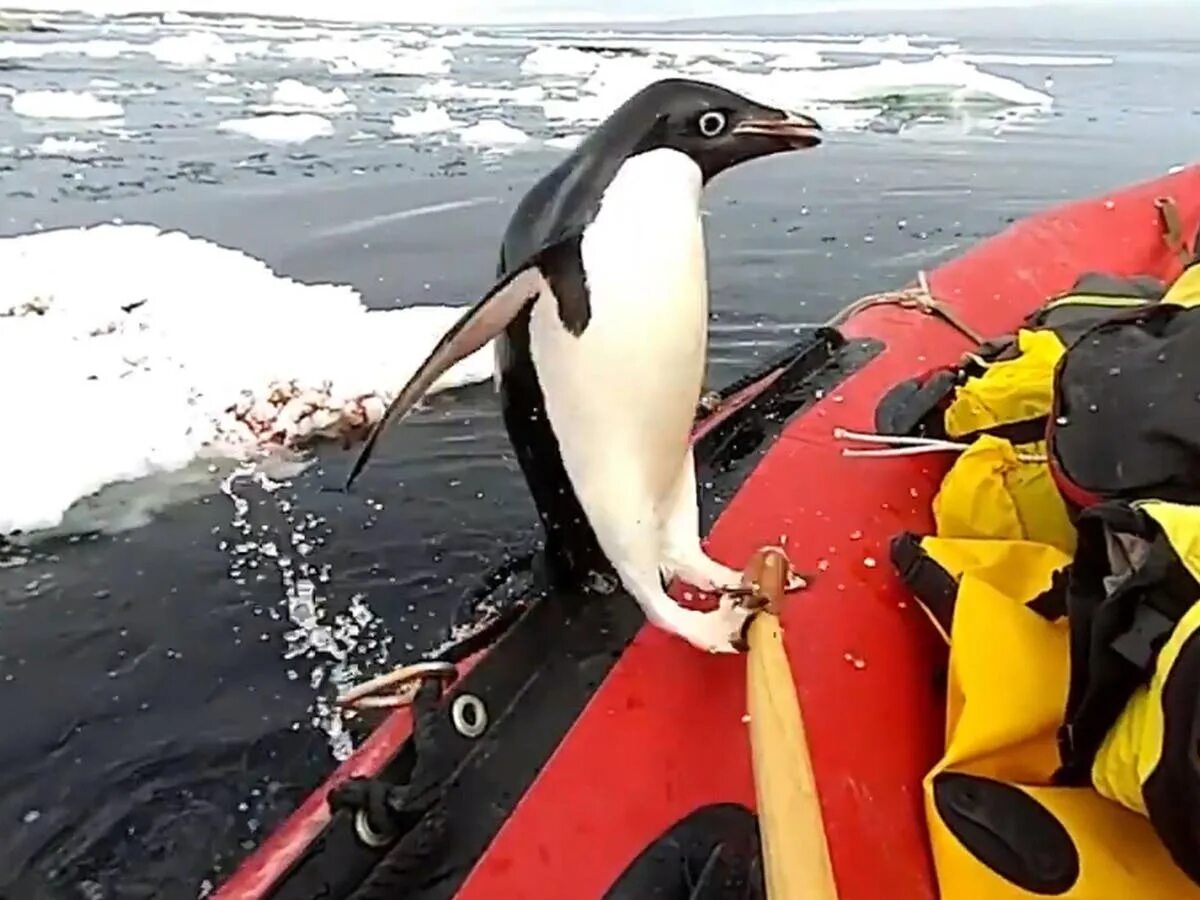 Пингвин спасается от касаток