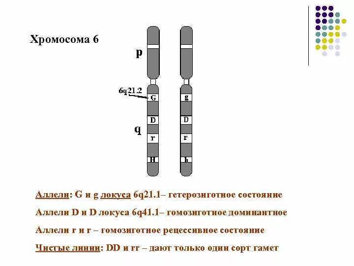 Где аллельные гены. Гены в локусах. Хромосома-6. Гены и хромосомы. Локус и аллель.