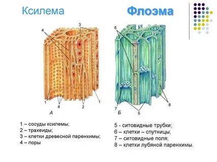 Как выглядит проводящая ткань