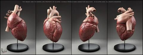 four views of the human heart on display.
